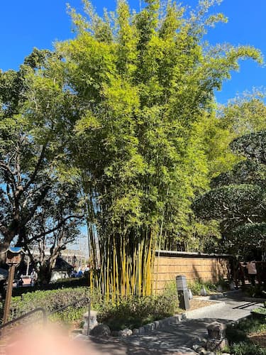 Bamboo Plant