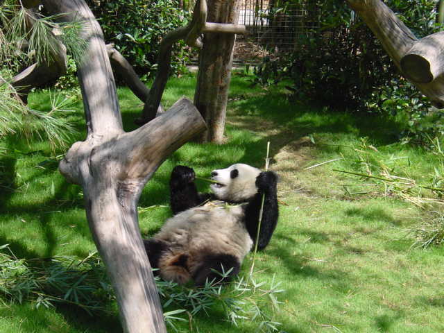 Panda Bear