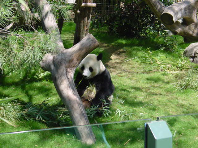 Panda Bear