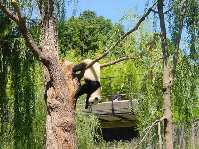 Panda in Tree