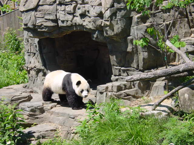 Panda Bear