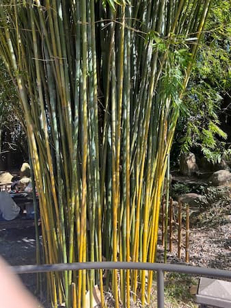 Bamboo Poles