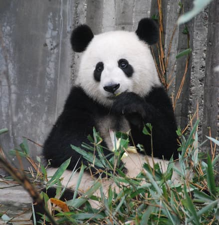 Giant Panda Bear
